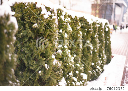 winter, green thuja bushes covered with white snow 76012372
