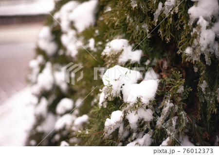 winter, green thuja bushes covered with white snow 76012373
