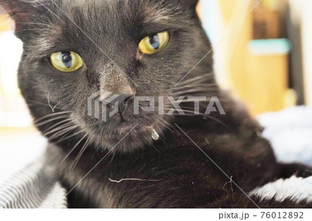 室内の正面から見たよだれを垂らす黒猫 76012892