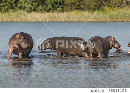 Hippopotamus , Kruger National Park , Africa 76013108