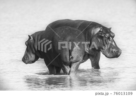 Hippopotamus , Kruger National Park , Africa 76013109