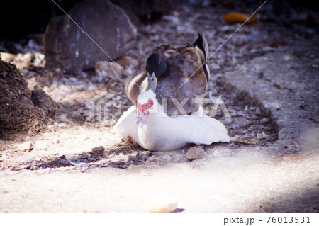Duck living in an artificial city pond Duck living in an artificial city pond 76013531