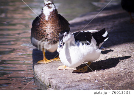 Duck living in an artificial city pond Duck living in an artificial city pond 76013532