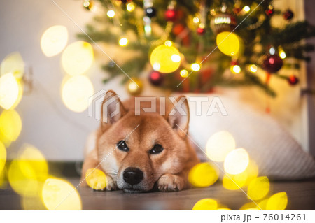 snow red shiba inu winter set snow red shiba inu winter set 76014261