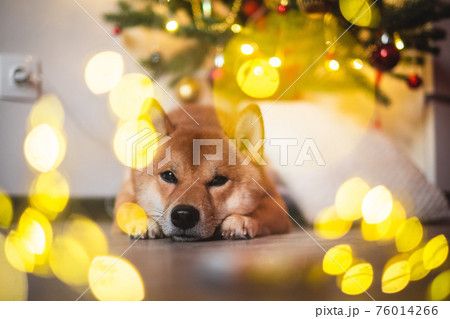 snow red shiba inu winter set snow red shiba inu winter set 76014266