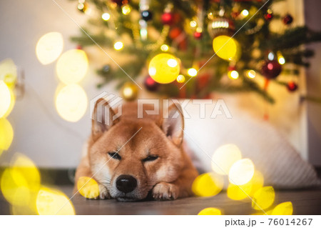 snow red shiba inu winter set 76014267