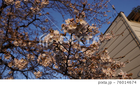 2021年の埼玉の桜満開 2021年の埼玉の桜満開 76014674