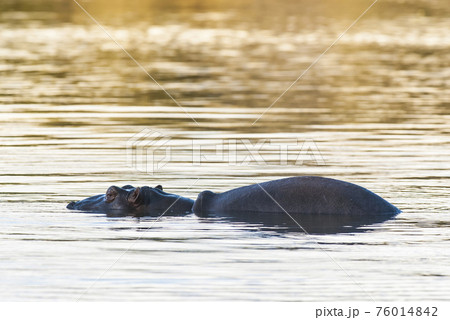 Hippopotamus , Kruger National Park , Africa 76014842