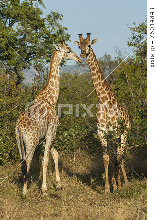 Giraffa, Kruger National Park Giraffa, Kruger National Park 76014843