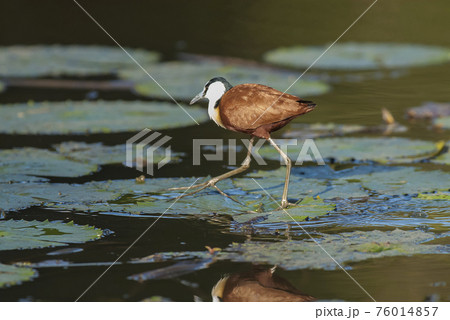 African jacana African jacana 76014857