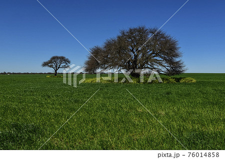 Calden Tree, Landscape,Pampas 76014858