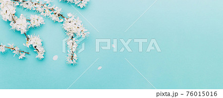 April floral nature. Spring blossom and may flowers on blue. For banner, branches of blossoming cherry against background. Dreamy romantic image, landscape panorama, copy space. April floral nature. Spring blossom and may flowers on blue. For banner, branches of blossoming cherry against background. Dreamy romantic image, landscape panorama, copy space. 76015016