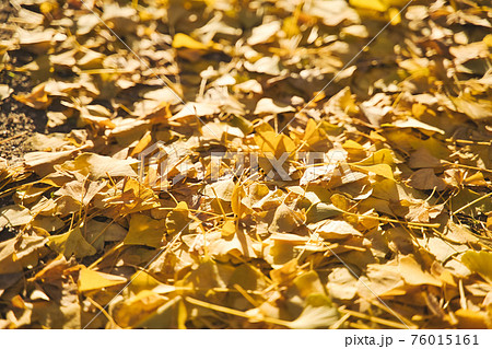 銀杏の落ち葉の写真素材
