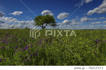 Calden Tree, Landscape,Pampas 76015471