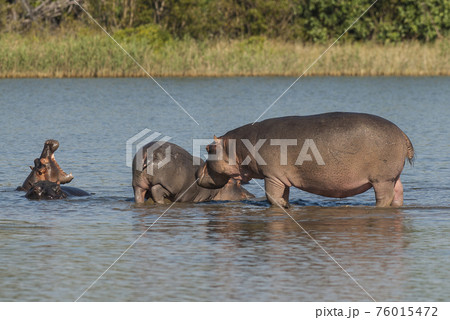 Hippopotamus , Kruger National Park , Africa 76015472