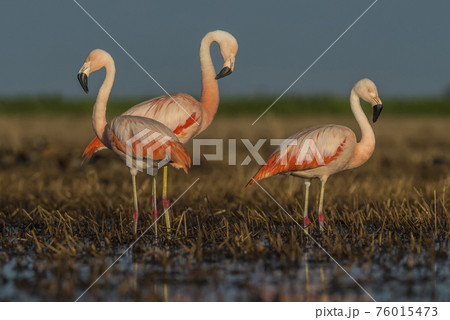 Flamingos, Patagonia Argentina 76015473