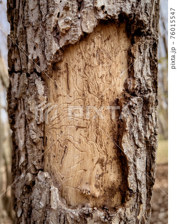 Diseased tree with exfoliating bark Diseased tree with exfoliating bark 76015547