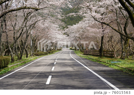 寺尾ケ原千本桜公園の写真素材