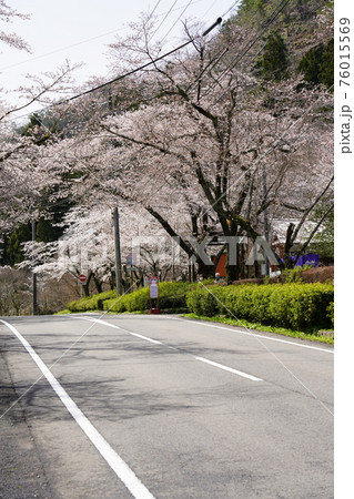 寺尾ケ原千本桜公園 寺尾ケ原千本桜公園 76015569