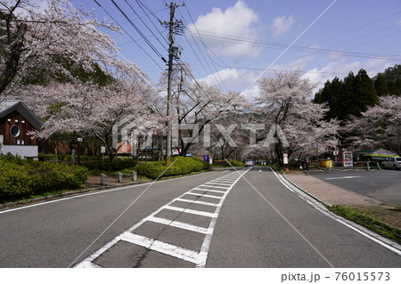 寺尾ケ原千本桜公園の写真素材