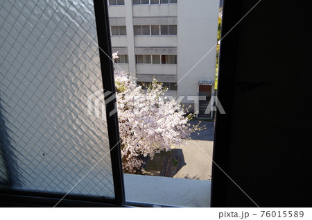 窓から見える桜の木 76015589