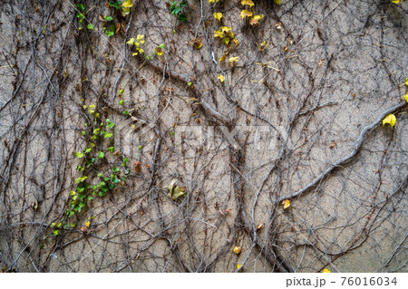 Old grunge wall with cracks. Dry ivy wraps around the fence Old grunge wall with cracks. Dry ivy wraps around the fence 76016034