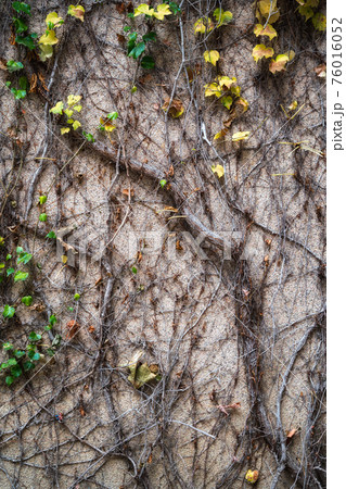 Old grunge wall with cracks. Dry ivy wraps around the fence Old grunge wall with cracks. Dry ivy wraps around the fence 76016052