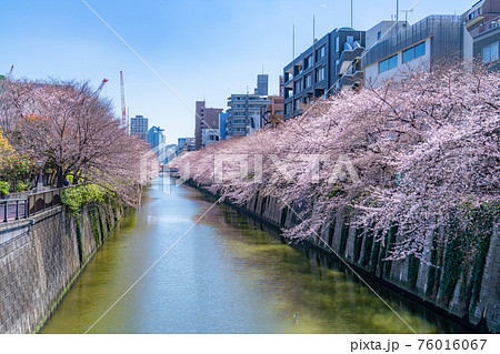 日本の春 東京都中目黒駅周辺 目黒川の桜並木 76016067