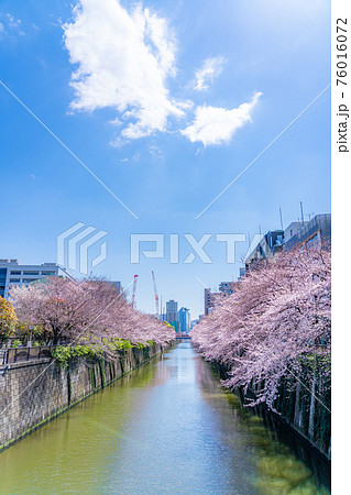 日本の春 東京都中目黒駅周辺 目黒川の桜並木 日本の春 東京都中目黒駅周辺 目黒川の桜並木 76016072