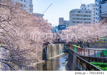 日本の春 東京都中目黒駅周辺 目黒川の桜並木の写真素材