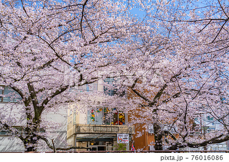 日本の春 東京都中目黒駅周辺 目黒川の桜並木の写真素材