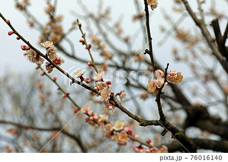 梅の花と岡山後楽園 76016140