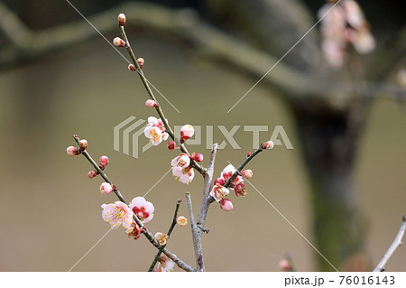 梅の花と岡山後楽園の写真素材
