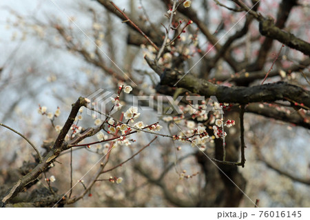 梅の花と岡山後楽園 梅の花と岡山後楽園 76016145
