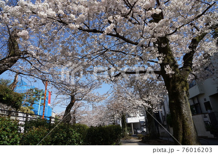 3月 世田谷826北沢川緑道の桜並木 3月 世田谷826北沢川緑道の桜並木 76016203