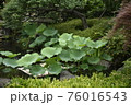 蓮の葉 蓮の葉 76016543