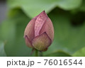 蓮の蕾 蓮の蕾 76016544
