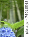 梅雨の紫陽花(アジサイ) 梅雨の紫陽花(アジサイ) 76016548