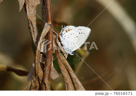 ツバメシジミ ツバメシジミ 76016571