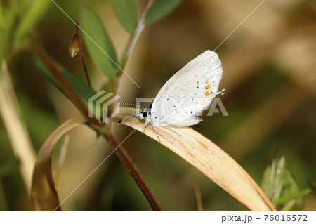 ツバメシジミ ツバメシジミ 76016572