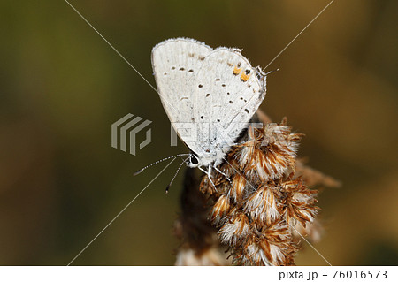 ツバメシジミ ツバメシジミ 76016573