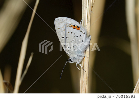 ツバメシジミ 76016593