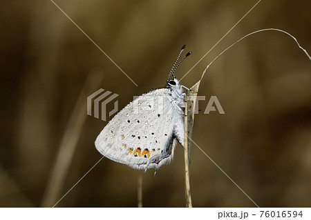 ツバメシジミ 76016594