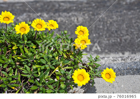 黄色いガザニアの花 黄色いガザニアの花 76016965