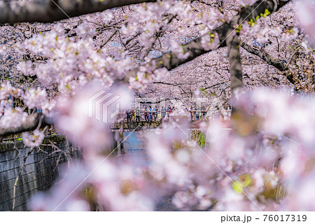 日本の春 東京都中目黒駅周辺 目黒川の桜並木 76017319