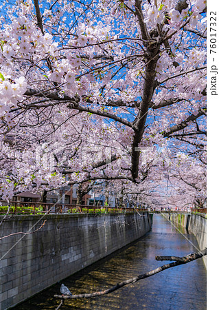 日本の春 東京都中目黒駅周辺 目黒川の桜並木の写真素材 日本の春 東京都中目黒駅周辺 目黒川の桜並木の写真素材