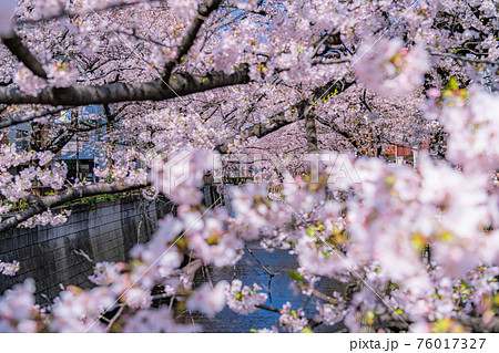 日本の春 東京都中目黒駅周辺 目黒川の桜並木の写真素材