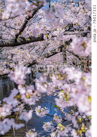 日本の春 東京都中目黒駅周辺 目黒川の桜並木の写真素材 日本の春 東京都中目黒駅周辺 目黒川の桜並木の写真素材