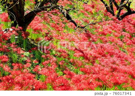 嶺岳寺の彼岸花 嶺岳寺の彼岸花 76017341