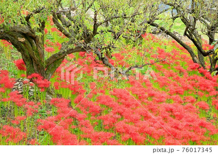 嶺岳寺の彼岸花 嶺岳寺の彼岸花 76017345